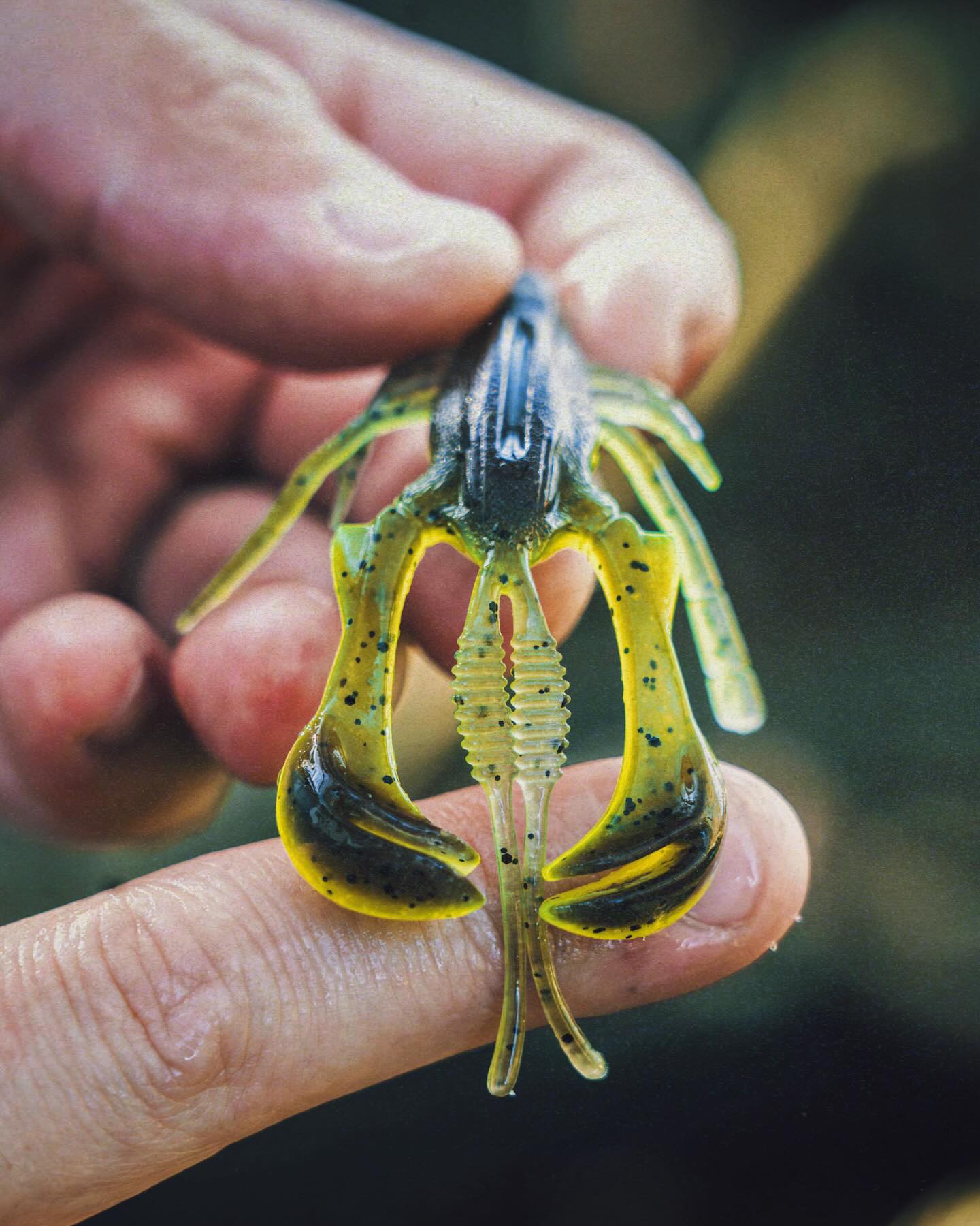 Ein in der Hand gehaltenes Gummi Krebs-Imitat in Farbe Green Pumpkin Chartreuse zum Angeln auf Barsch.